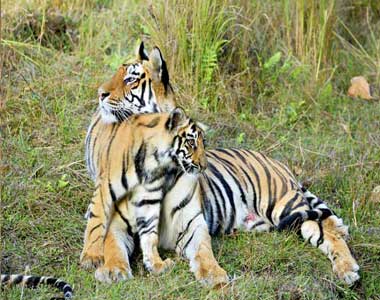 Bandhavgarh Wildlife Safari Tour From Pune
