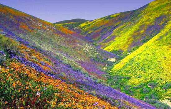 Valley of Flowers Trek