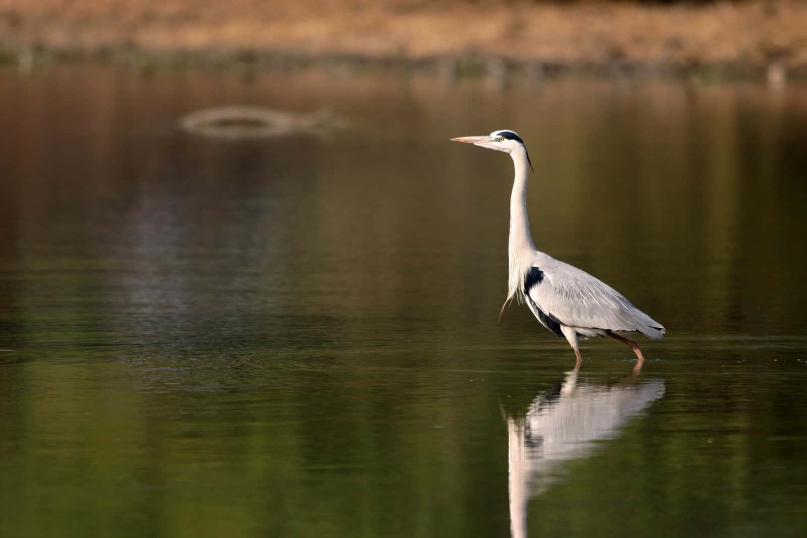 Bharatpur