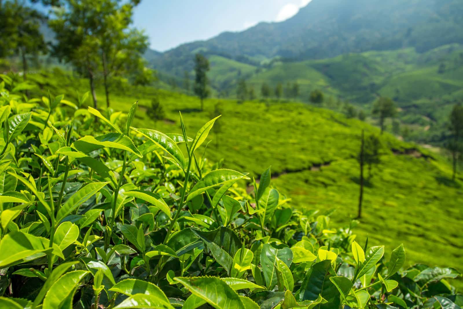 Ponmudi