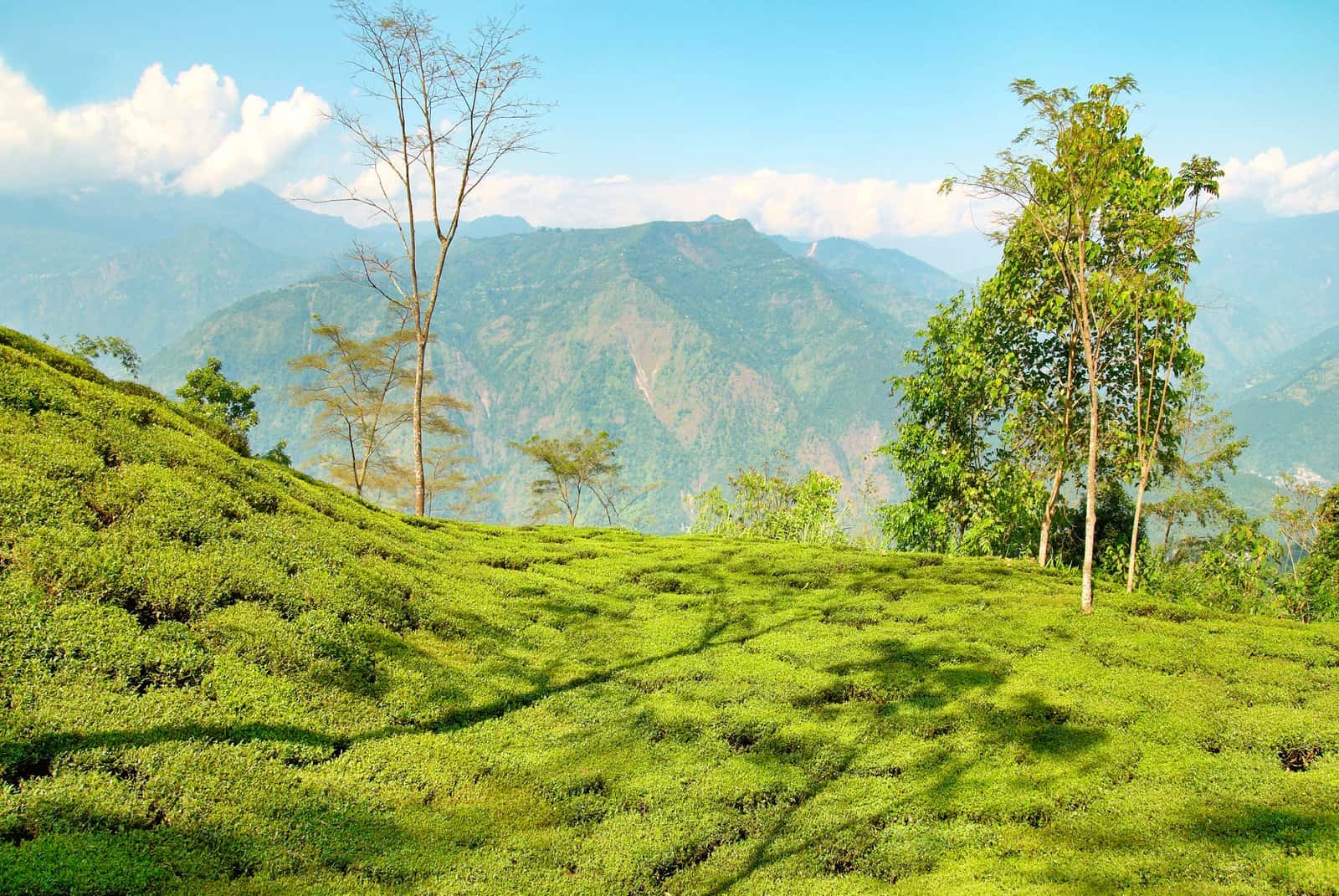 Ranikhet