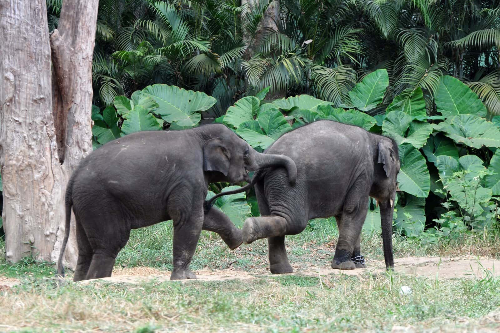 Thekkady