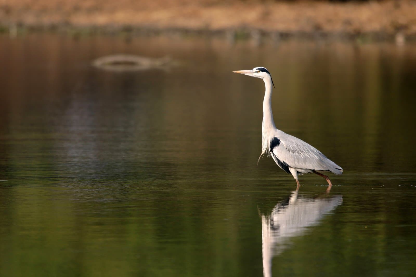 Bharatpur