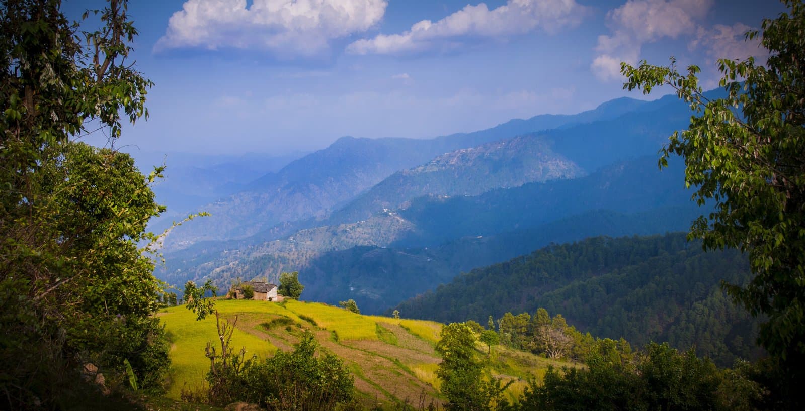 Pauri