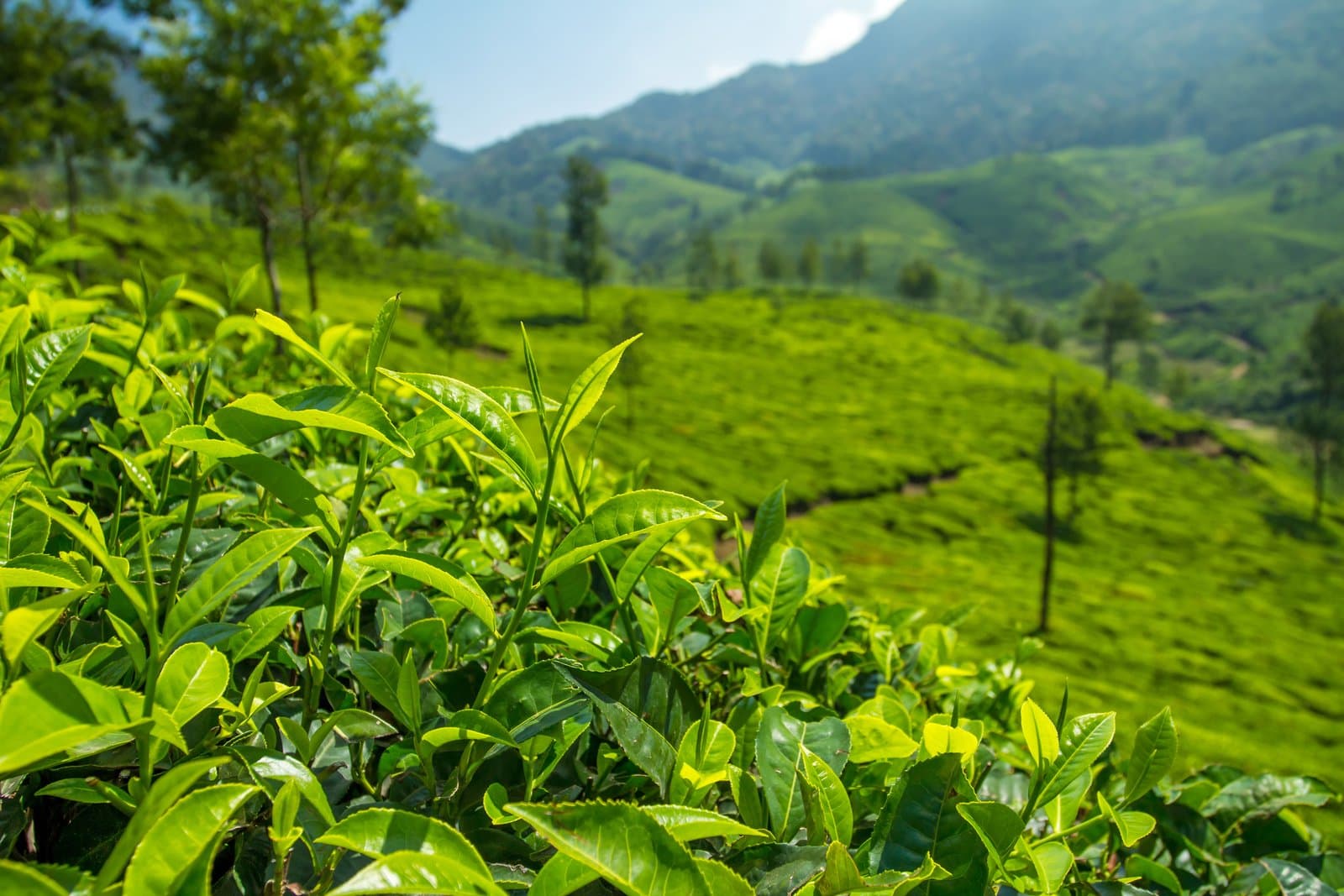 Ponmudi