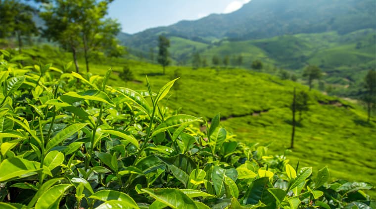 Kerala Nature Trails