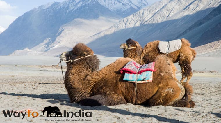 Majestic Ladakh Tour - Image 5