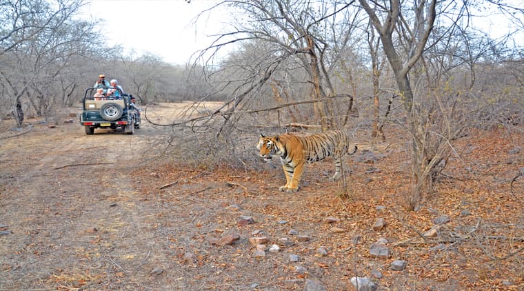 Ranthambore Package - Image 1