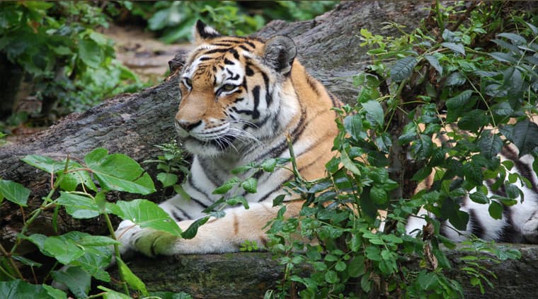 Ranthambore Package - Image 4