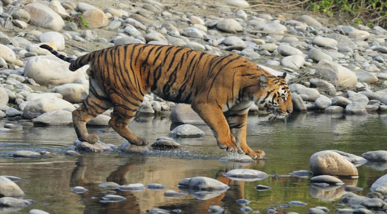 Bandhavgarh National Park Tour - Image 3