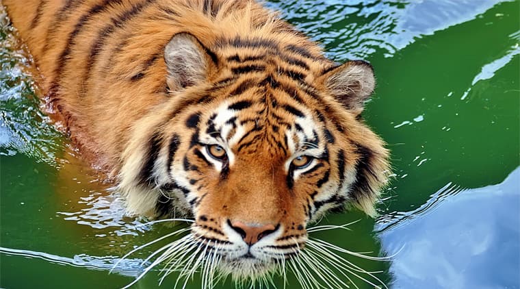 Bandhavgarh National Park Tour - Image 5