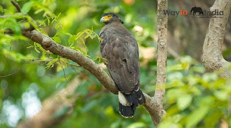 Bird Watching in Jim Corbett Park