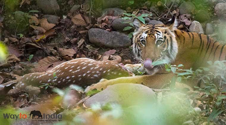 Corbett Dhikala Tour Package