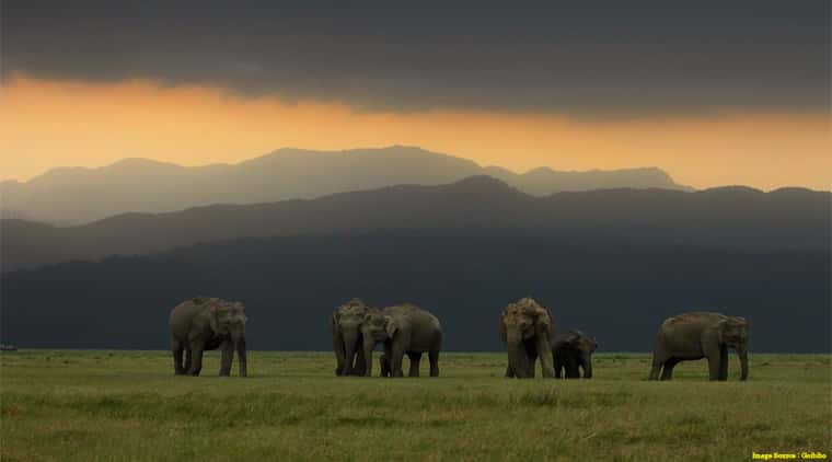 Corbett Jeep Safari Tour