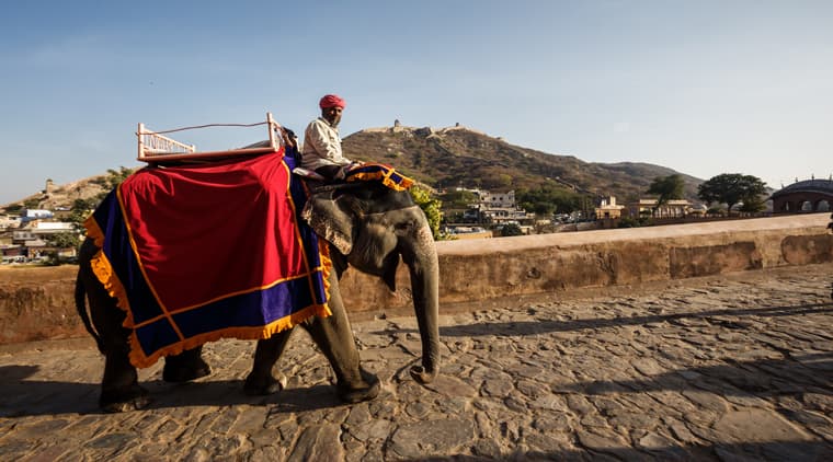 Golden Triangle Tour With Tiger Safari - Image 5