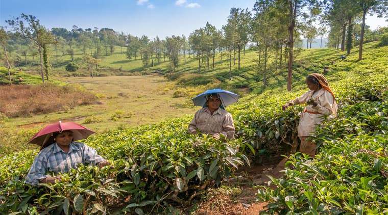 Hill Stations Of South India Tour - Image 4