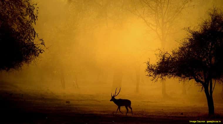 Kanha National Park Tour Package