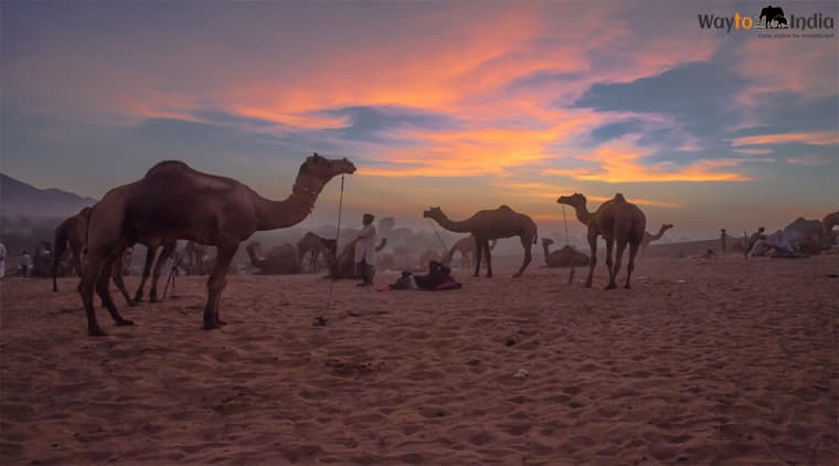 Pushkar Fair Tour Package - Image 2