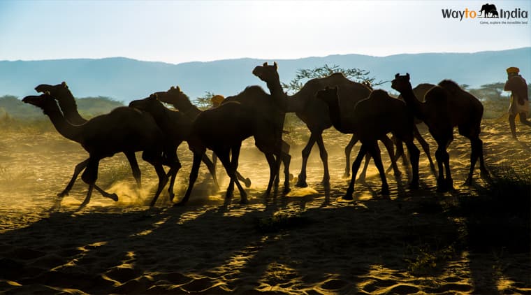 Pushkar Fair Tour Package - Image 3