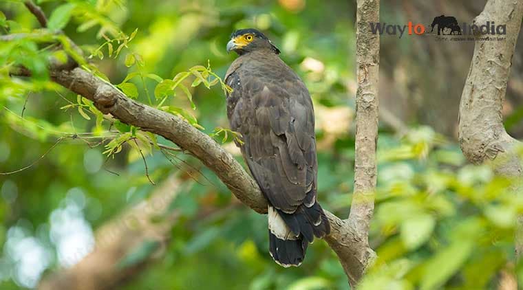 Rajasthan Wildlife Tour - Image 3