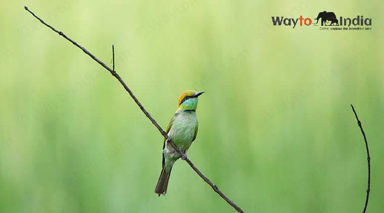 Rajasthan Wildlife Tour - Image 4