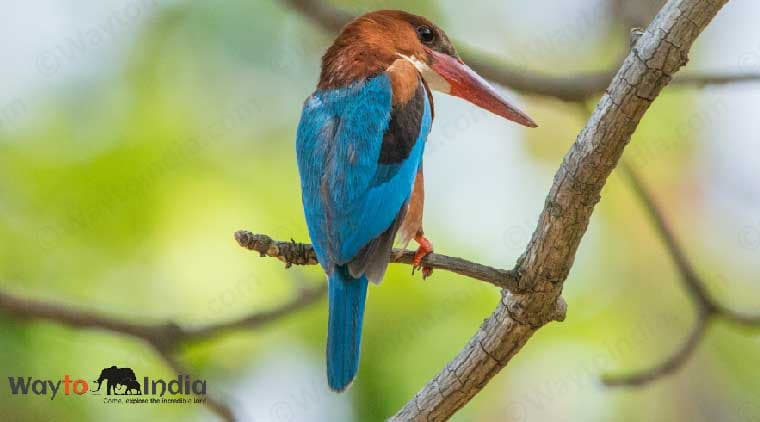 Rajasthan Wildlife Tour - Image 5