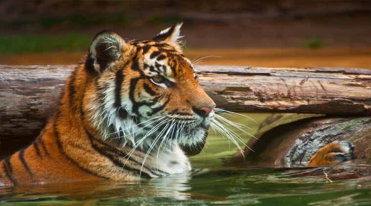 Srisailam Wildlife Tour