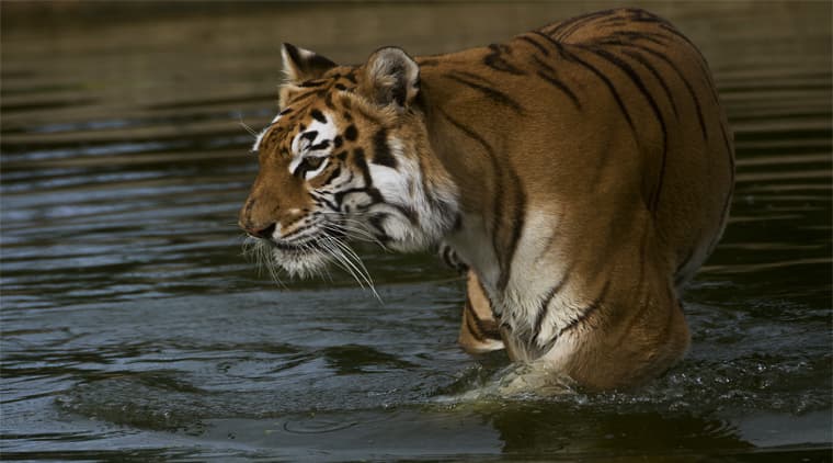 Srisailam Wildlife Tour - Image 3