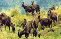 Eravikulam National Park 