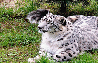 Himalayan Wild Life Zoo