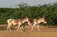 Indian Wild Ass Sanctuary