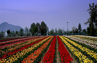 Indira Gandhi Memorial Tulip Garden