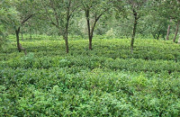 Kasauni Tea Garden