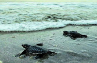 Kolavipalam Beach 