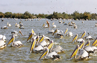 Kumarakom Bird Sanctuary 