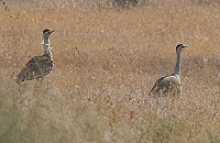 Kutch Bustard Sanctuary