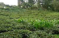 Makaibari Tea State