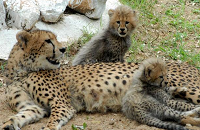 Mysore Zoo