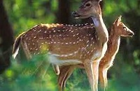 Nagarhole National Park