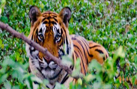 Nagarjunasagar Srisailam Sanctuary 