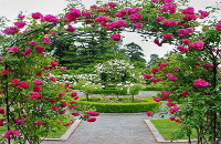 Ooty Rose Garden