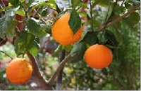 Orange Orchards