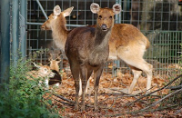 Ponmudi Mini Zoo