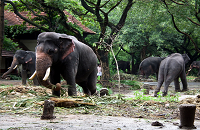 Punnathurkotta Elephant Sanctuary