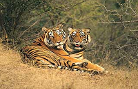 Ranthambore National Park 