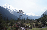 Shingba Rhododendron Sanctuary