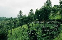 Tea Estates