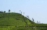 Tea Gardens, Plantations and Wild Orchids