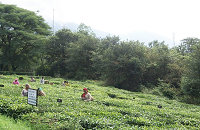 Tea Gardens