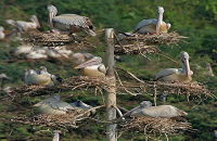 Uppalapadu Nature Conversation 